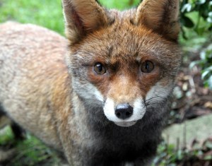 Fox by Michael Broad Creative Commons licence