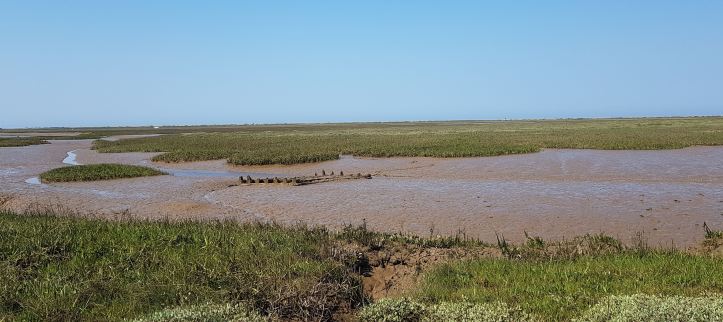 A picture of a marshland with blue sky