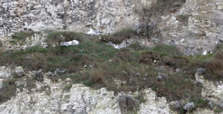 A picture of white seabirds on chalk cliffs