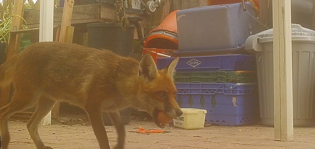 A picture of a fox carrying an eg in her mouth.